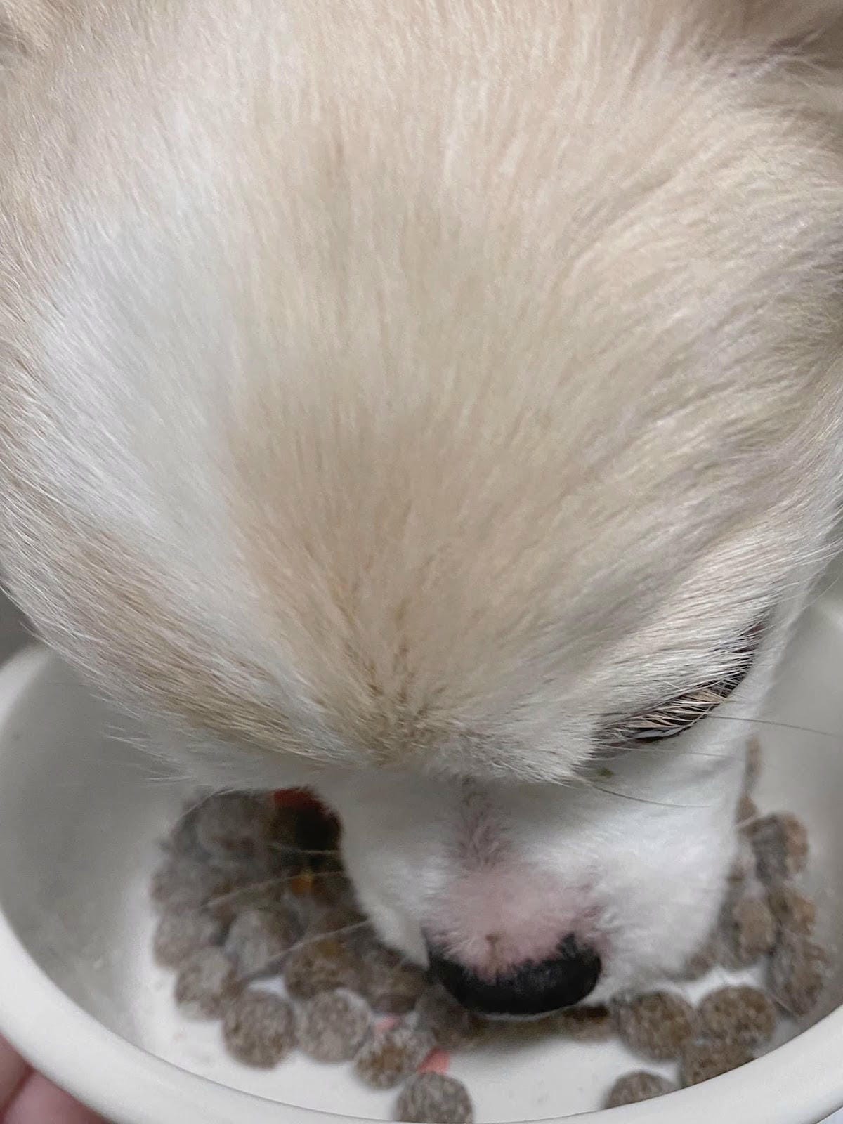 【毛孩時代】新手組-貓狗保健食品 食用有感心得
