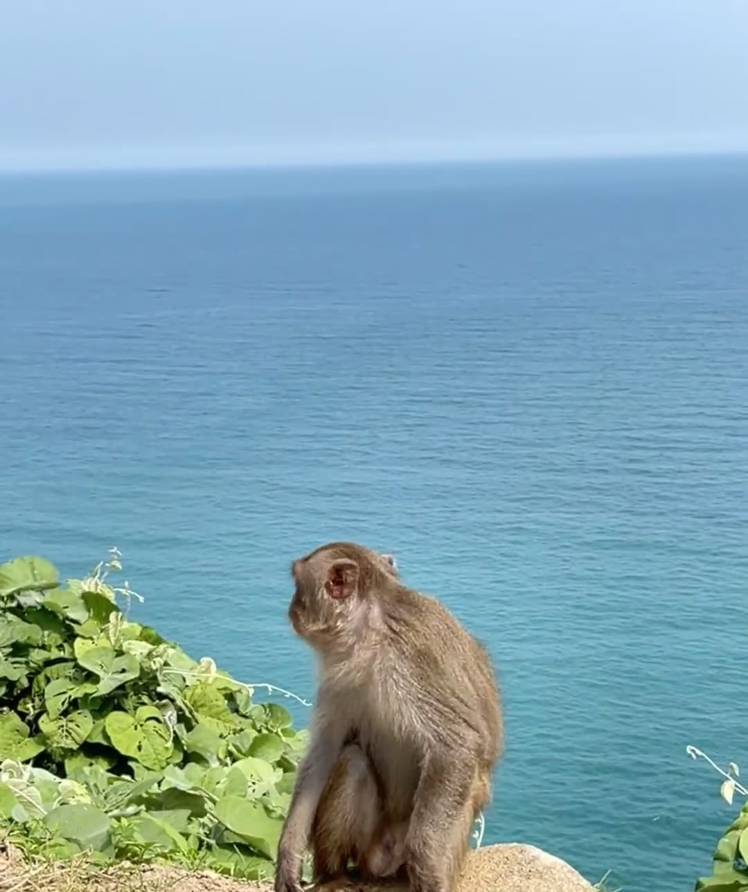 #🇻🇳越南 峴港(美溪海灘+山茶半島) #🇻🇳越南 峴港(美溪海灘+山茶半島)