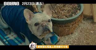 《日日好狗日》2024必看狗狗電影推薦 日日好狗日》狗狗配音版預告牠們的聲音跟我想的不一樣XD