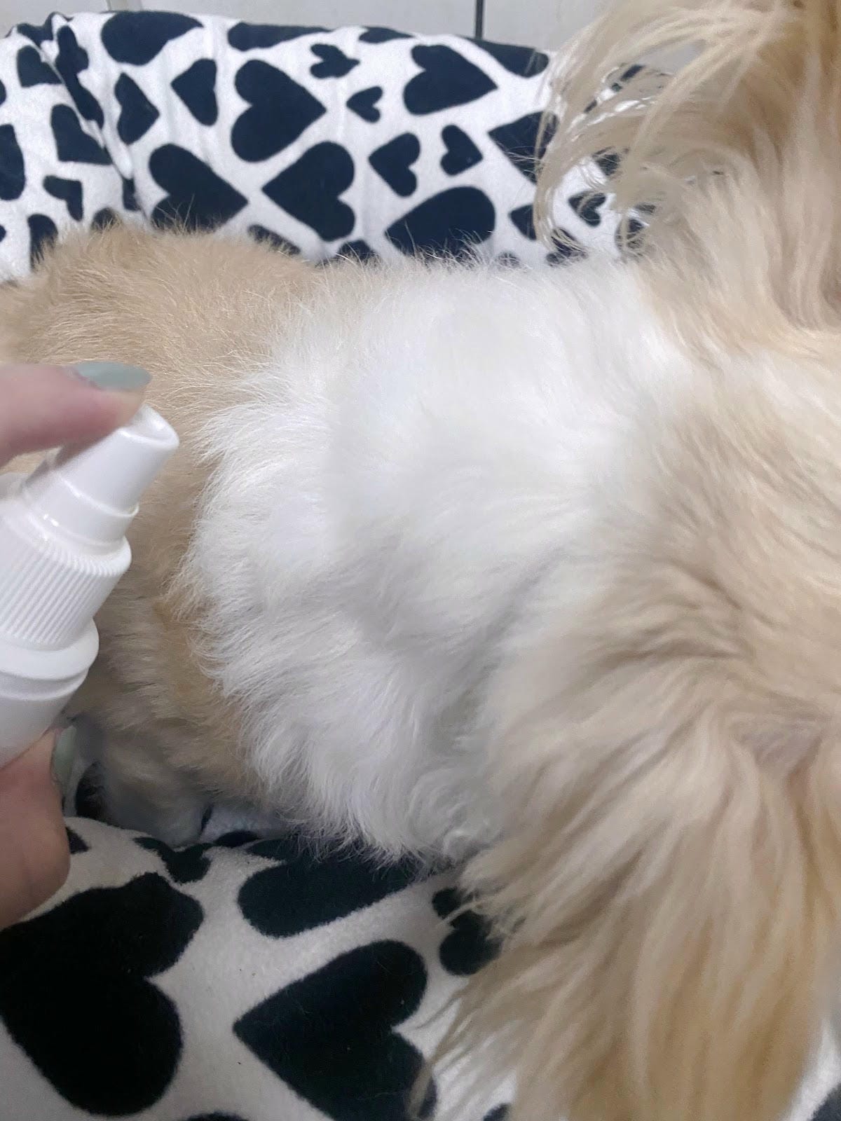 驅蟲噴霧推薦,蟲搬家驅離害蟲守護佳,蟲蟲不靠近🐶 驅蟲噴霧推薦,蟲搬家驅離害蟲守護佳,蟲蟲不靠近🐶