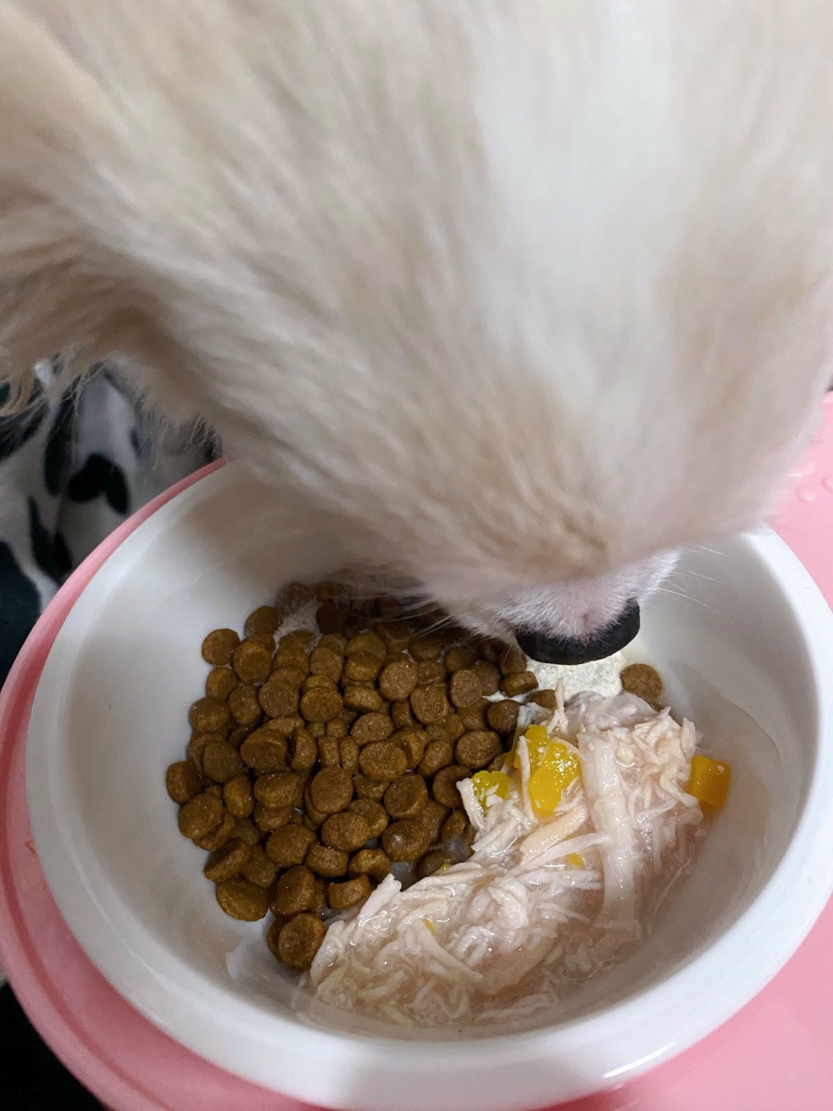 寵物益生菌推薦,寵物家庭Pet Family-藻益腸,上廁所 寵物益生菌推薦,寵物家庭Pet Family-藻益腸,上廁所