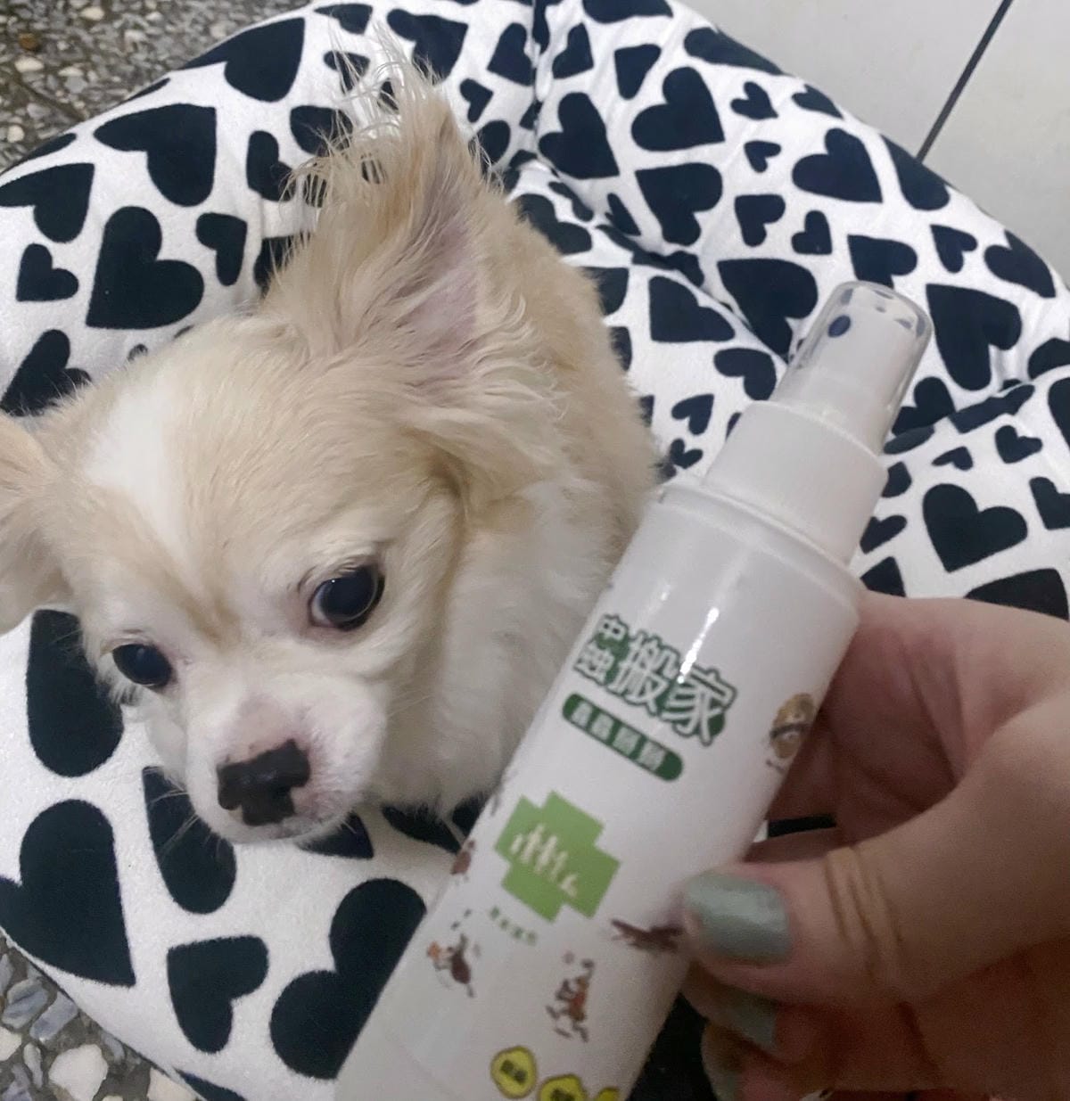 驅蟲噴霧推薦,蟲搬家驅離害蟲守護佳,蟲蟲不靠近🐶 驅蟲噴霧推薦,蟲搬家驅離害蟲守護佳,蟲蟲不靠近🐶