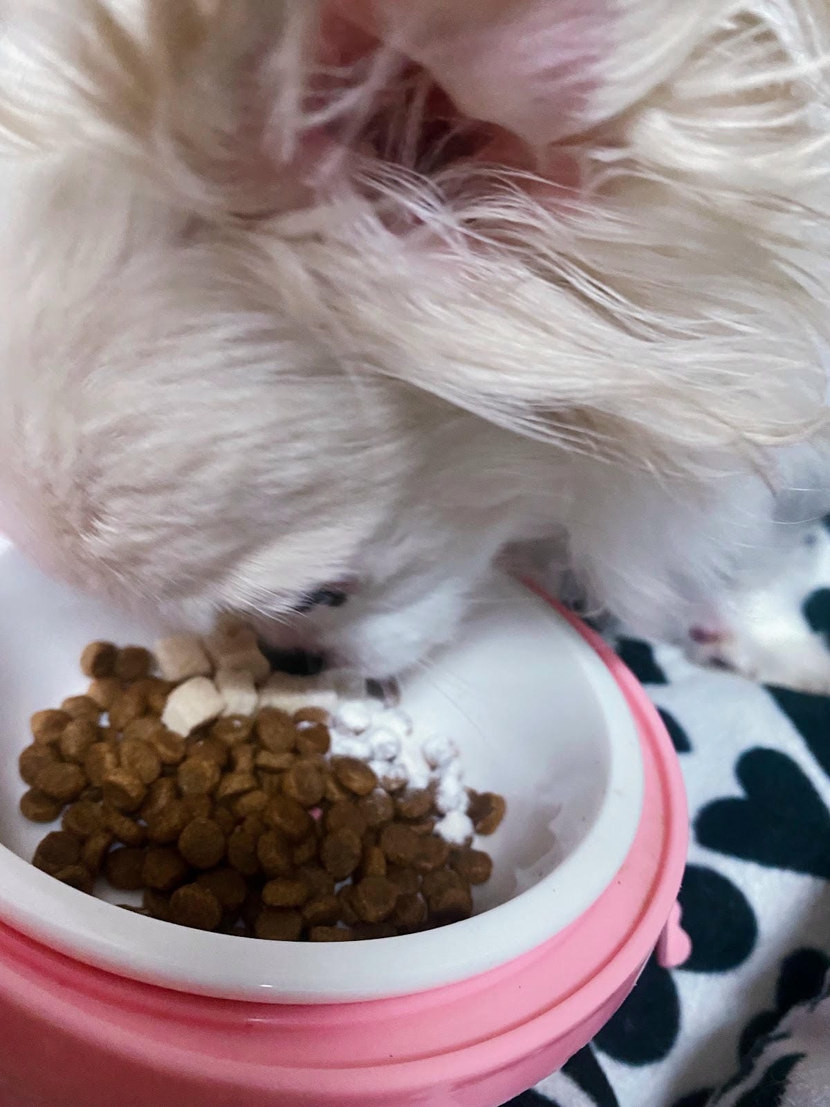 #推薦 威旺犬用好心情益生菌美國研發🇺🇸 #推薦 威旺犬用好心情益生菌美國研發🇺🇸