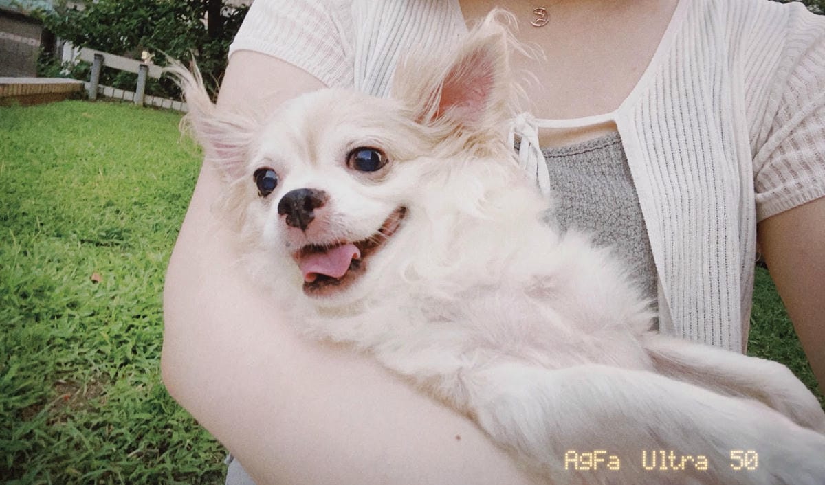 #推薦 威旺犬用好心情益生菌美國研發🇺🇸 #推薦 威旺犬用好心情益生菌美國研發🇺🇸