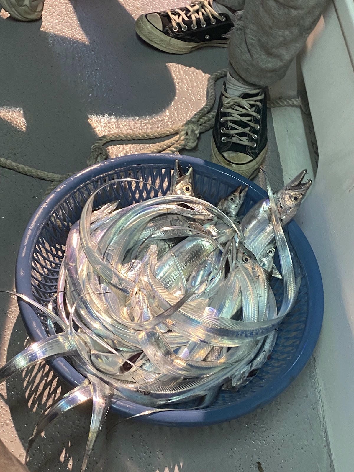 【基隆 】海釣初體驗,白帶魚海上大餐 【基隆 】海釣初體驗,白帶魚海上大餐