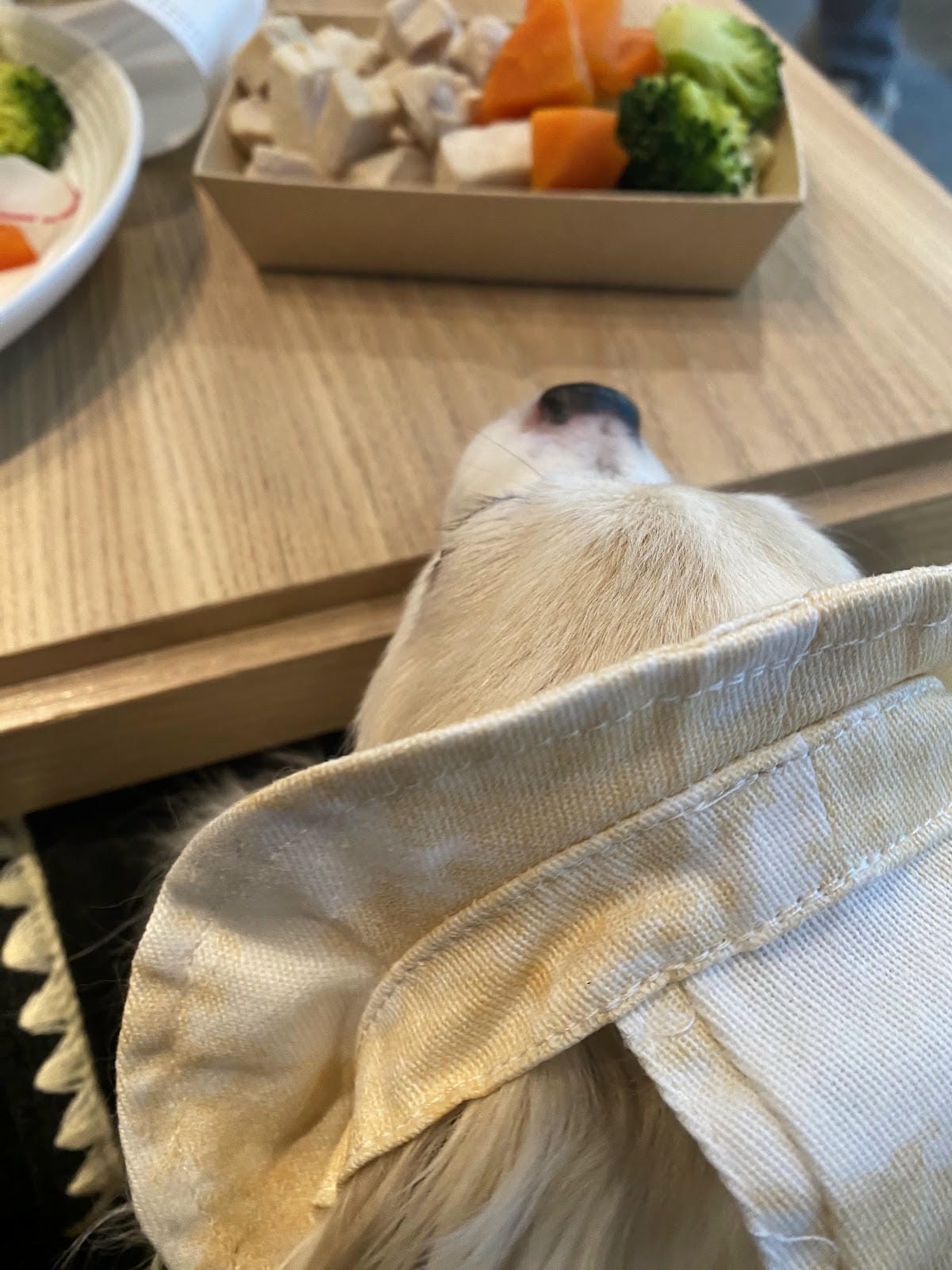 #推薦 汪咪博士,超好用口腔保健噴液,從此不再嘴巴臭臭🐶 #推薦 汪咪博士,超好用口腔保健噴液,從此不再嘴巴臭臭🐶