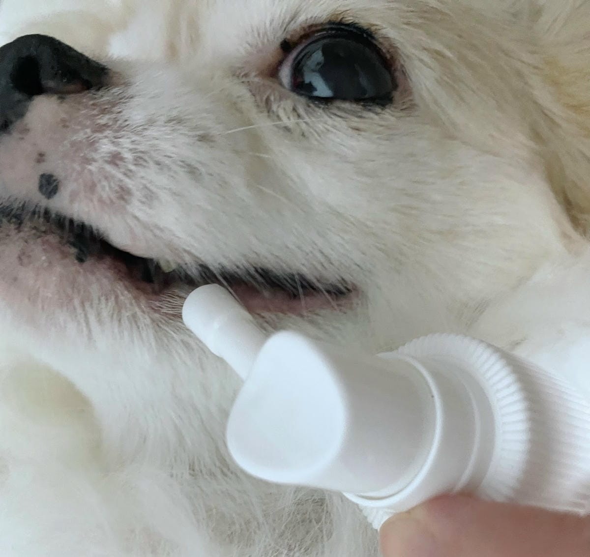 #推薦 汪咪博士,超好用口腔保健噴液,從此不再嘴巴臭臭🐶 #推薦 汪咪博士,超好用口腔保健噴液,從此不再嘴巴臭臭🐶