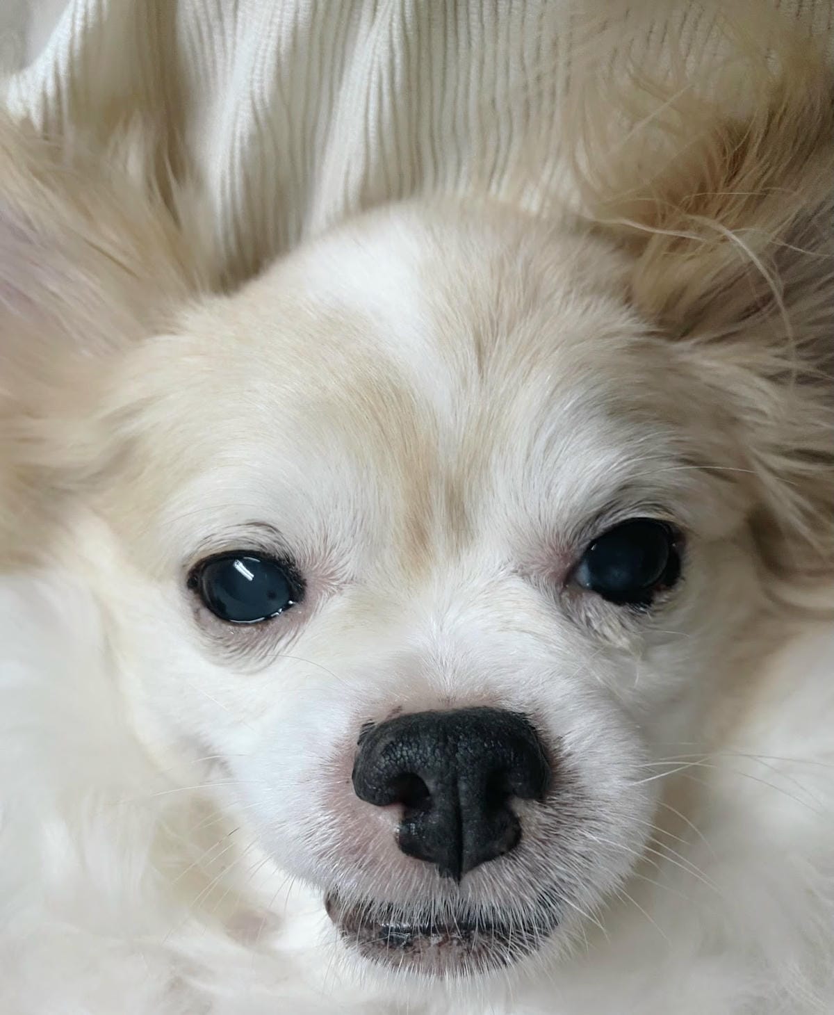 #推薦 汪咪博士,超好用口腔保健噴液,從此不再嘴巴臭臭🐶 #推薦 汪咪博士,超好用口腔保健噴液,從此不再嘴巴臭臭🐶