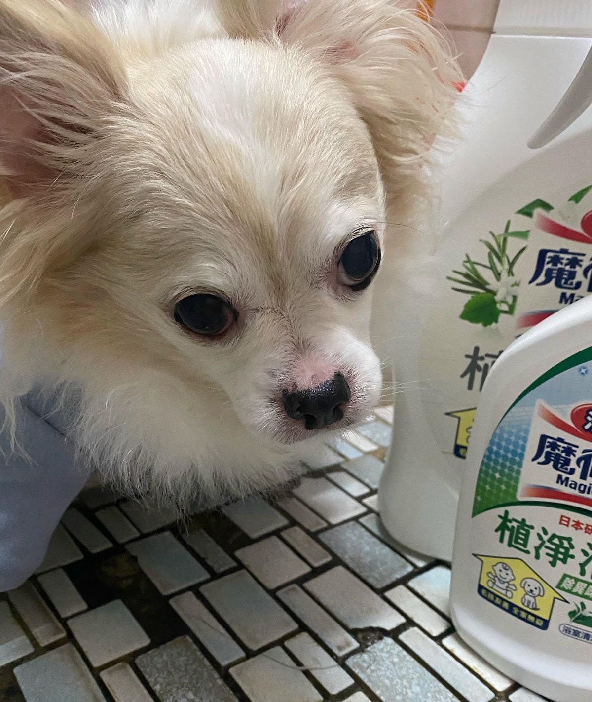 #推薦 魔術靈毛孩友善植淨消臭浴室清潔劑,魔術靈毛孩友善植淨 #推薦 魔術靈毛孩友善植淨消臭浴室清潔劑,魔術靈毛孩友善植淨