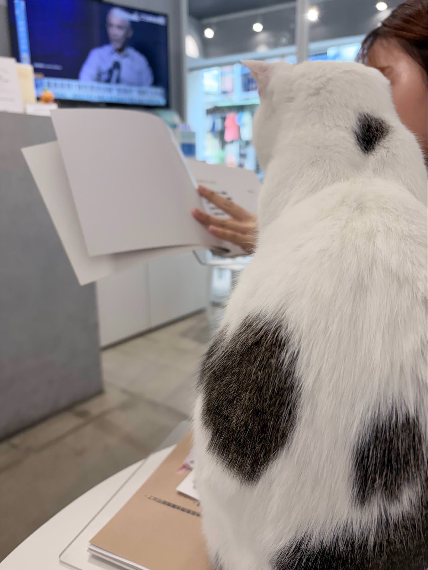 台北貓咪咖啡廳 店貓 小雞 可愛互動